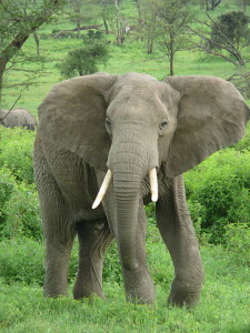 elefante