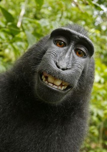 macaco-selfie