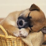 ¿Cómo dormirse rápido? perrito_durmiendo